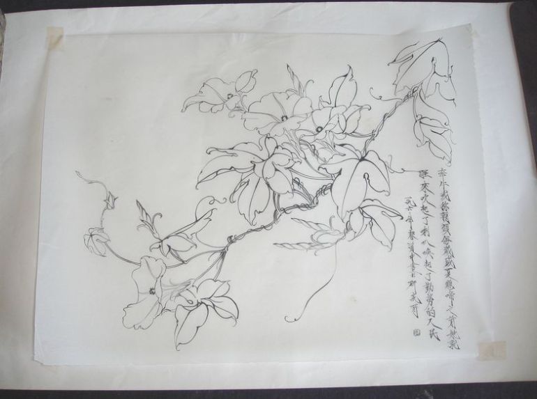 喇叭花白描图片_牵牛花vic兔不知采集到白描花卉65图