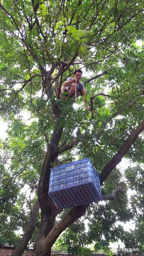 妹妹尝 大人小孩心欢畅品沙河龙眼 赏农庄美景品果任洪涛 诗肉厚多汁