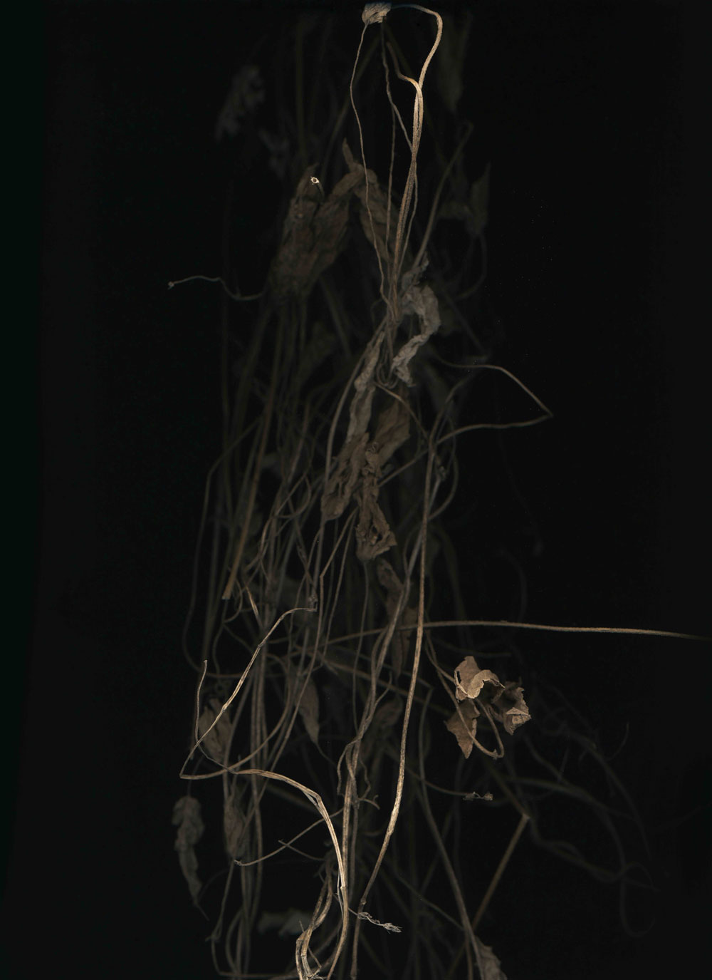 静物no.4