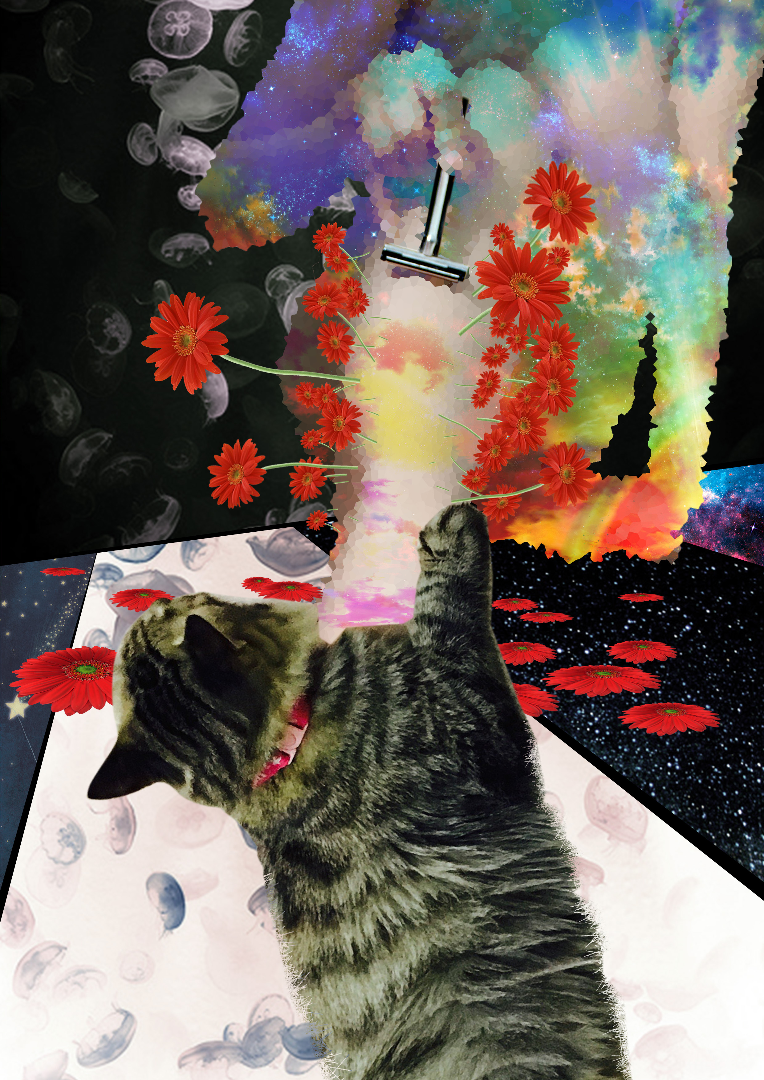猫