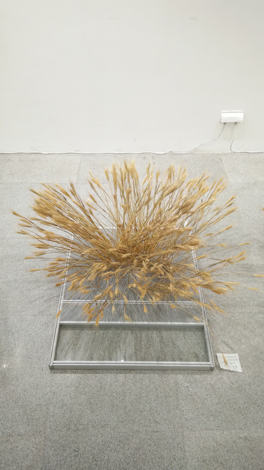 当代农民的手艺：在南方种植小麦 
The Craft of the Contemporary Peasant: Grow Wheat in the South-1