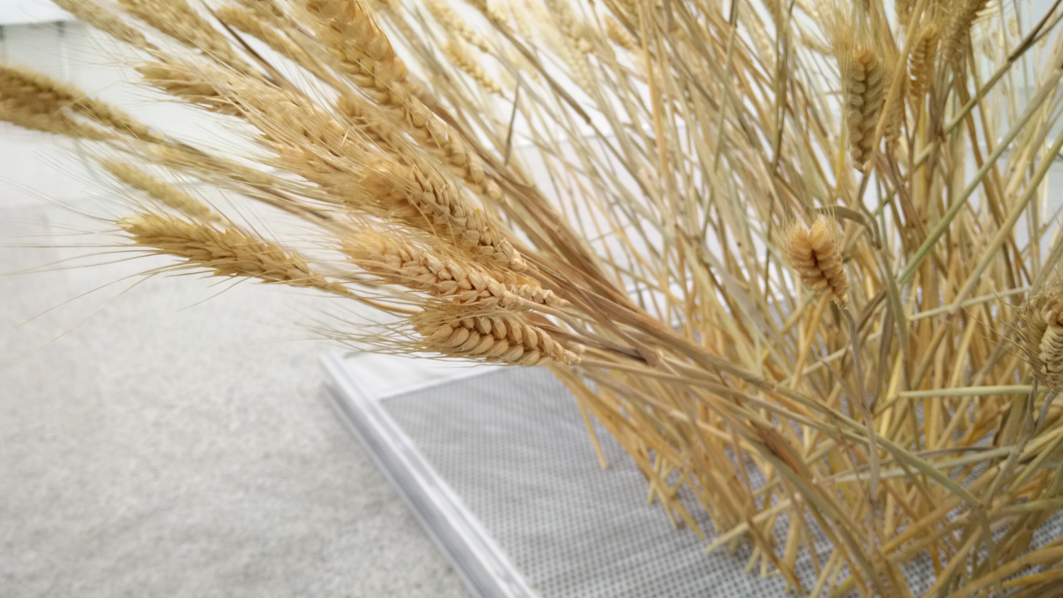 当代农民的手艺：在南方种植小麦 
The Craft of the Contemporary Peasant: Grow Wheat in the South-2