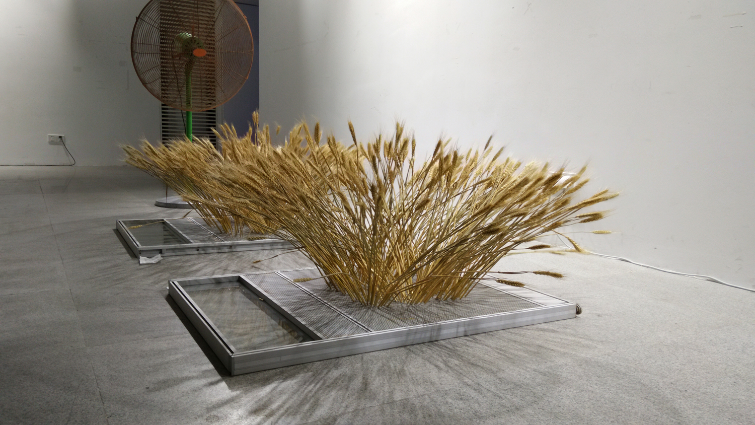 当代农民的手艺：在南方种植小麦 
The Craft of the Contemporary Peasant: Grow Wheat in the South-4