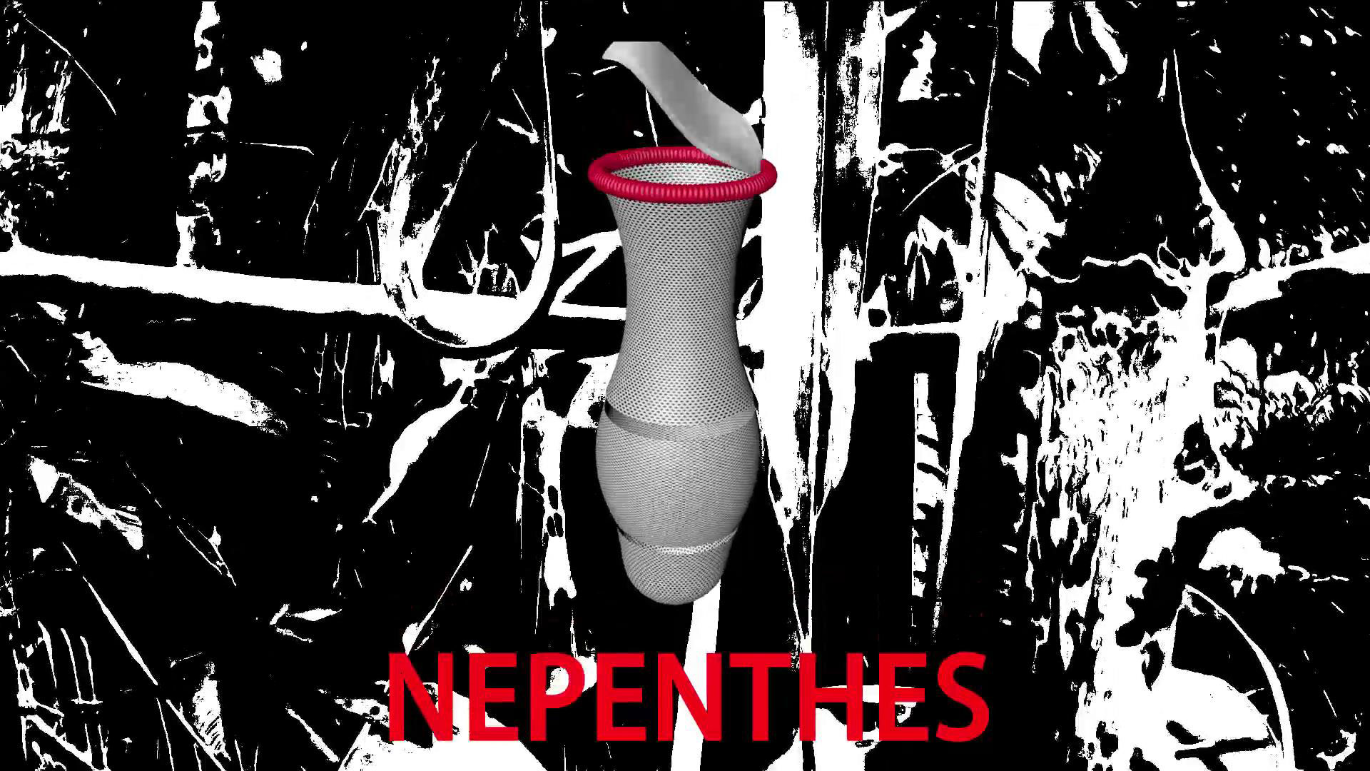 Nepenthes