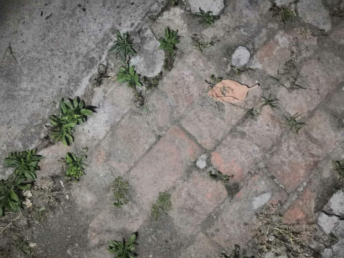 树基6