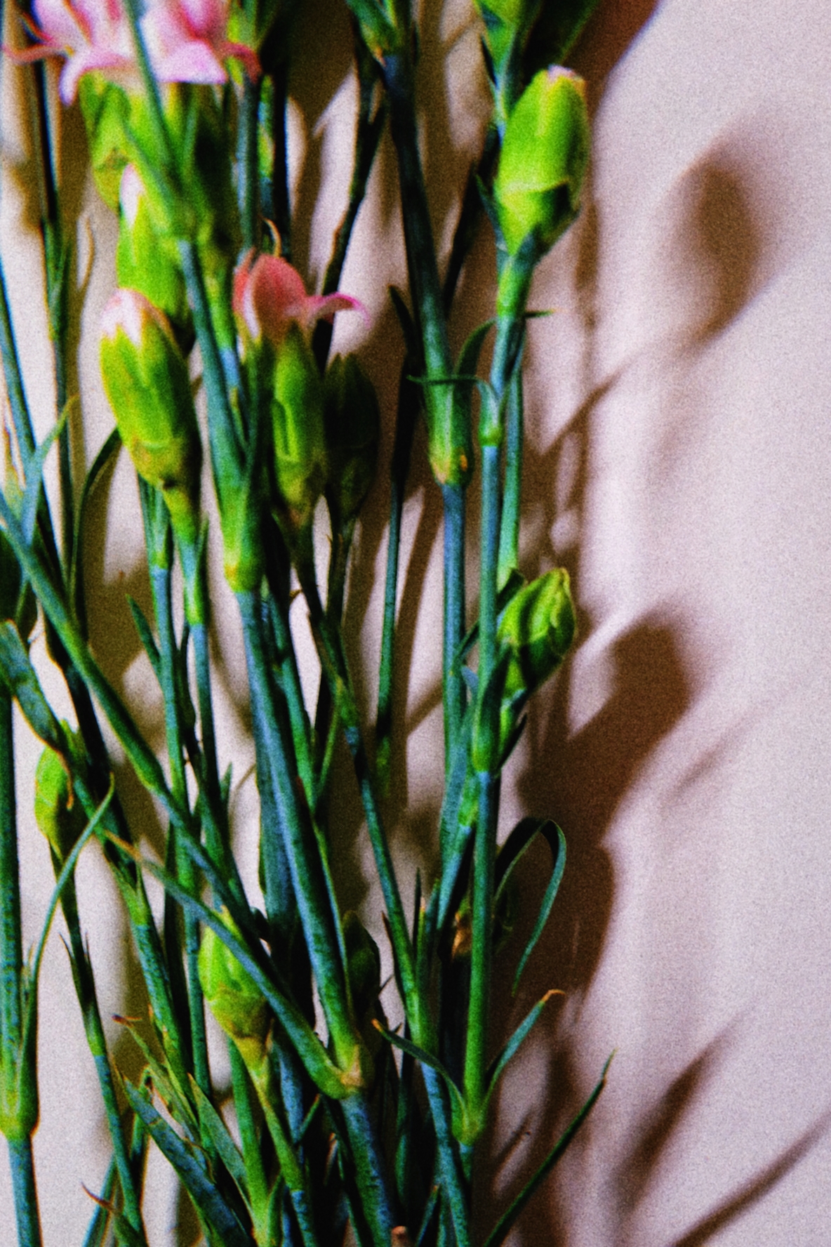 Ce n’est pas une plante étoilée 1 摄影 2020年 山西 尺寸可变
